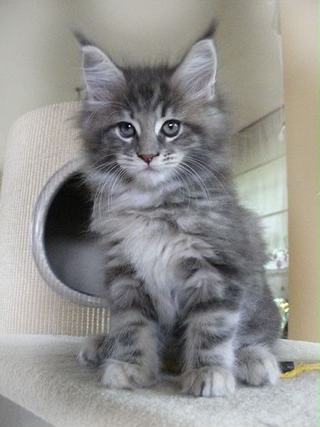 Kitten