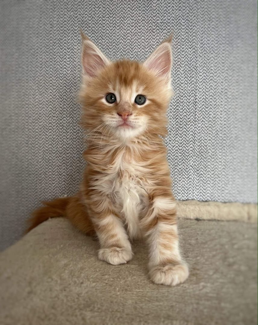 Marmalade