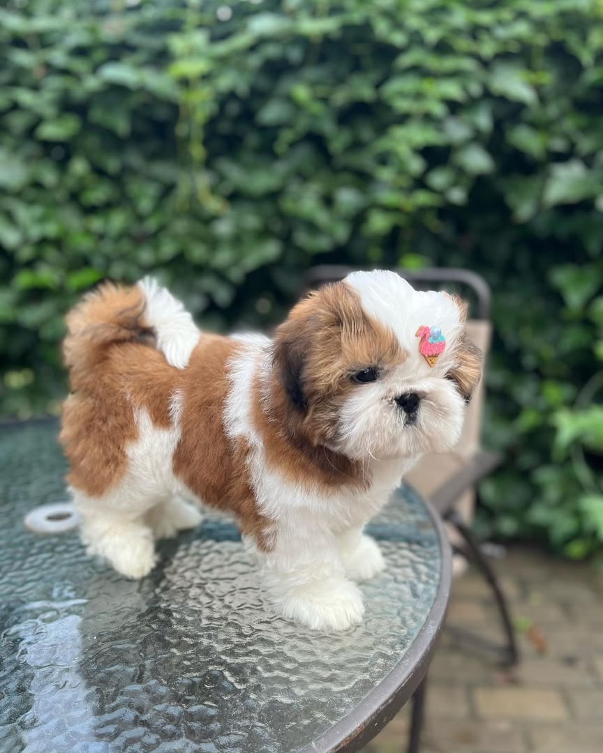 Poppy