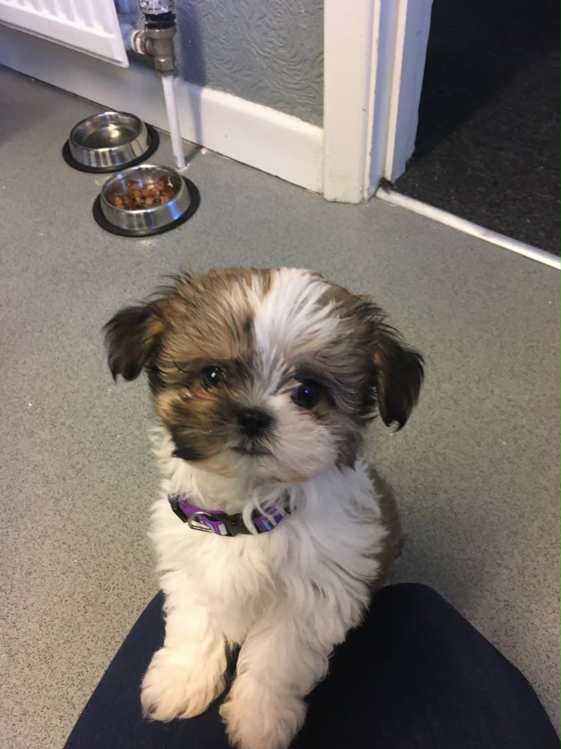 Maisie