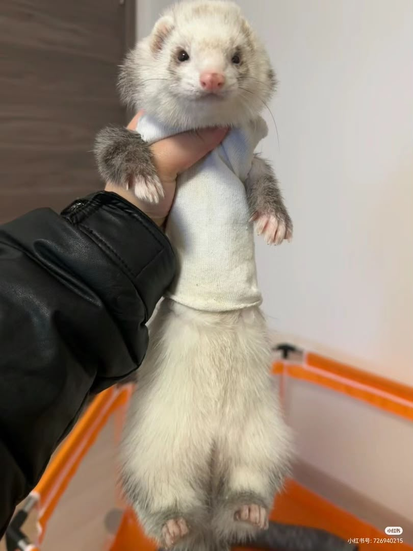 Curious weasel peeking over a bed