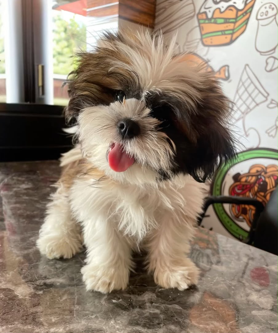 Teddy